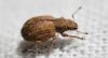 Strophosoma melanogrammum